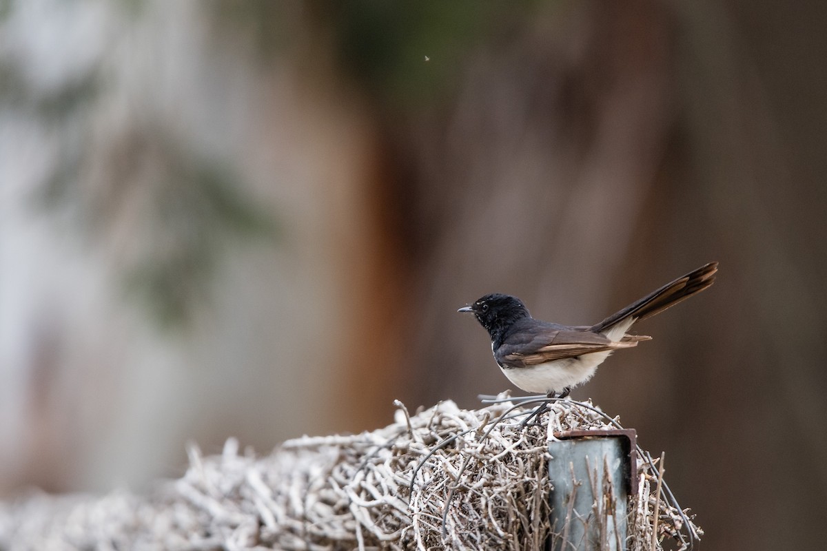 Willie-wagtail - ML645762630