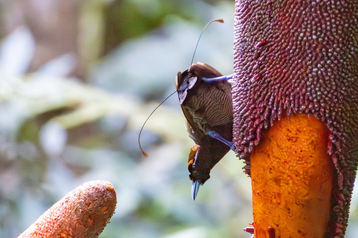 Magnificent Bird-of-Paradise - ML645762631