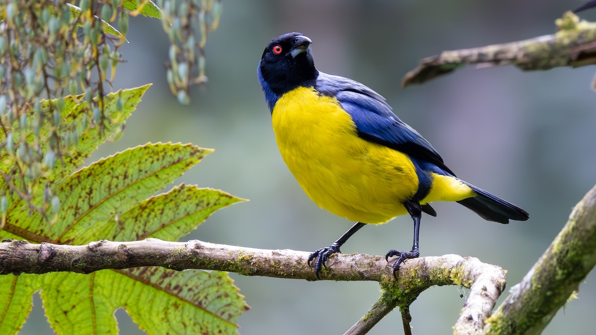 Hooded Mountain Tanager - ML645762633