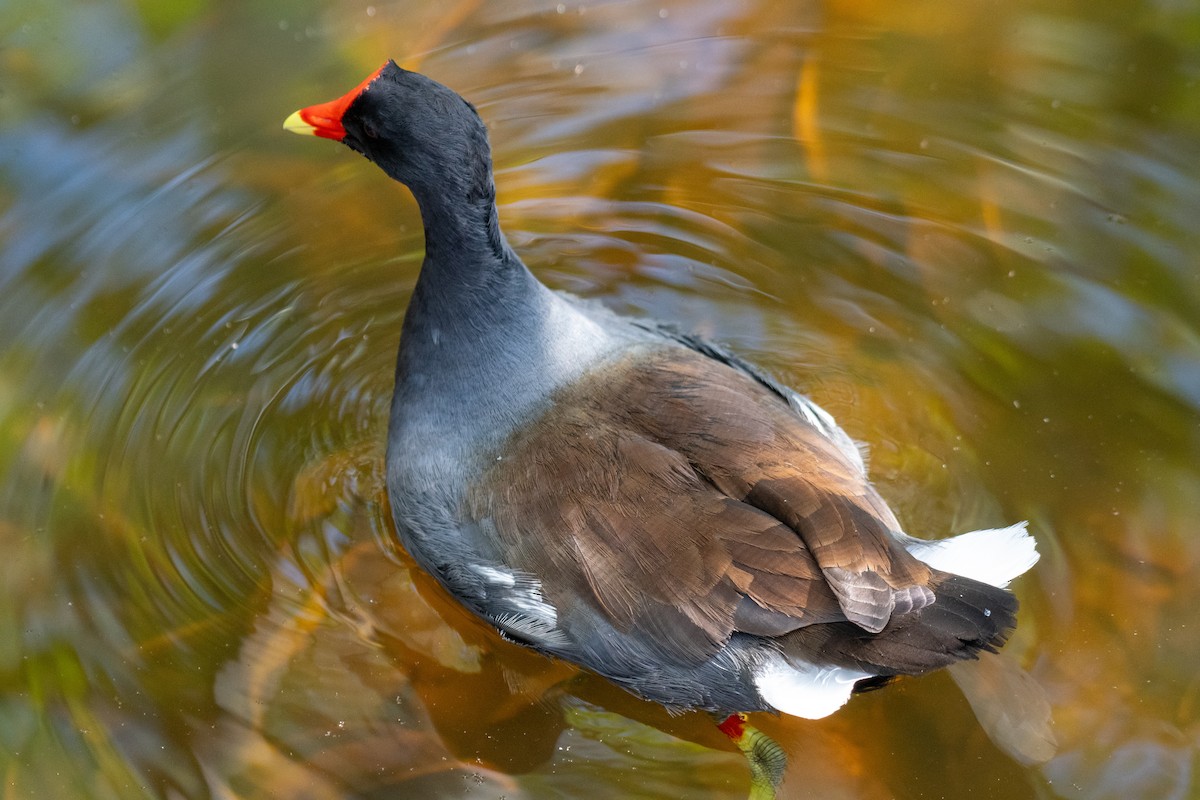 Common Gallinule - ML645762634