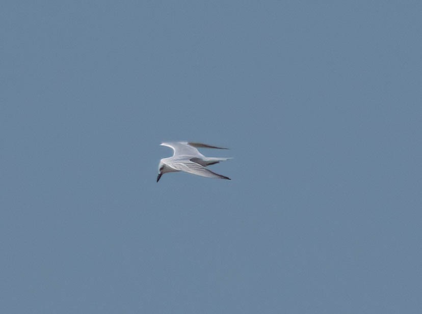Gull-billed Tern - ML645762635