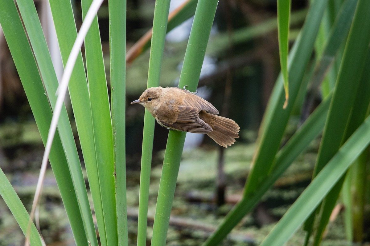 Australian Reed Warbler - ML645762636