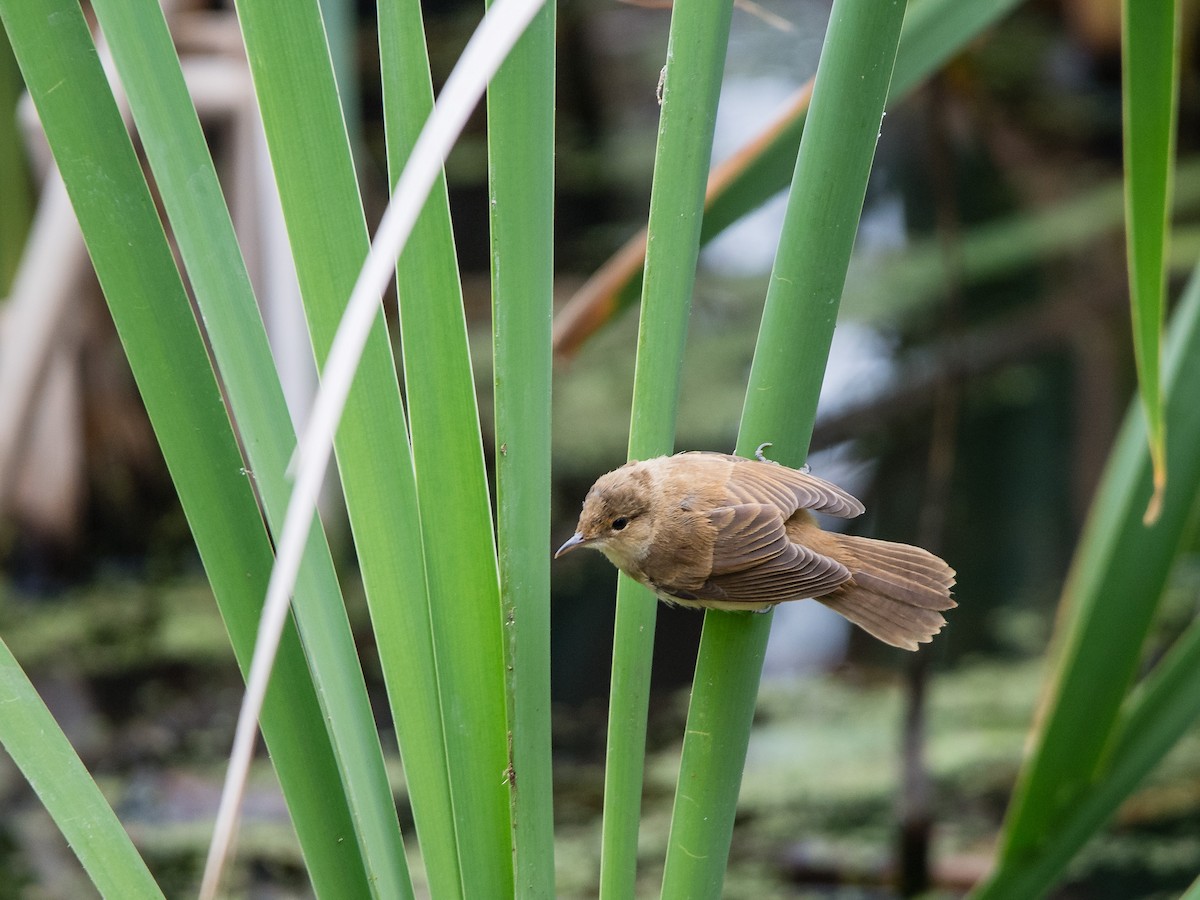 Australian Reed Warbler - ML645762637