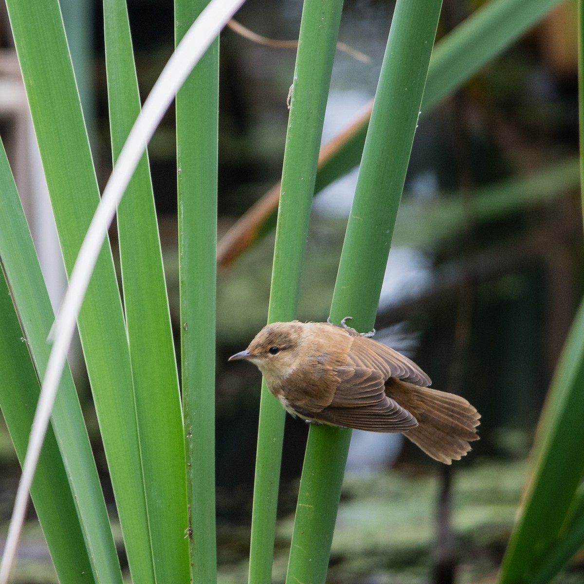 Australian Reed Warbler - ML645762638