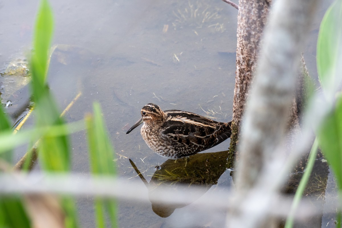Wilson's Snipe - ML645762639