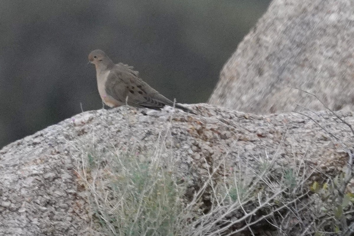 Mourning Dove - ML645762640