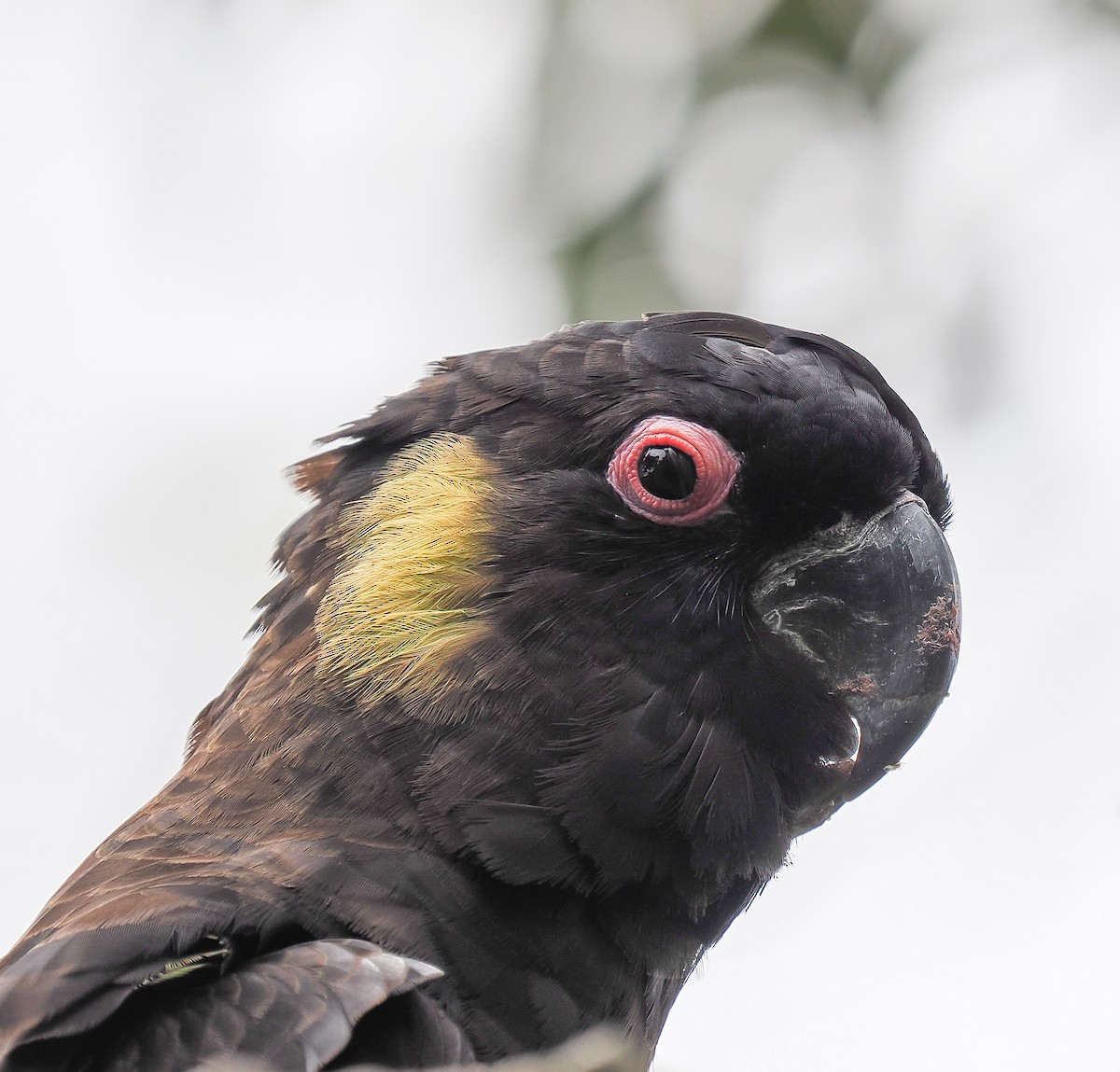 Yellow-tailed Black-Cockatoo - ML645762641