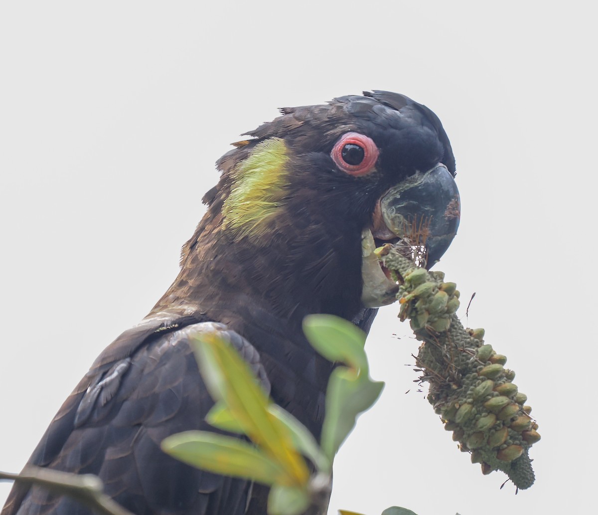 Yellow-tailed Black-Cockatoo - ML645762642