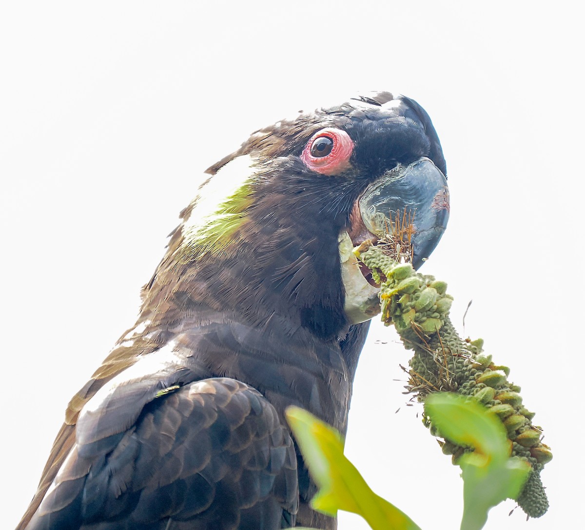 Yellow-tailed Black-Cockatoo - ML645762643