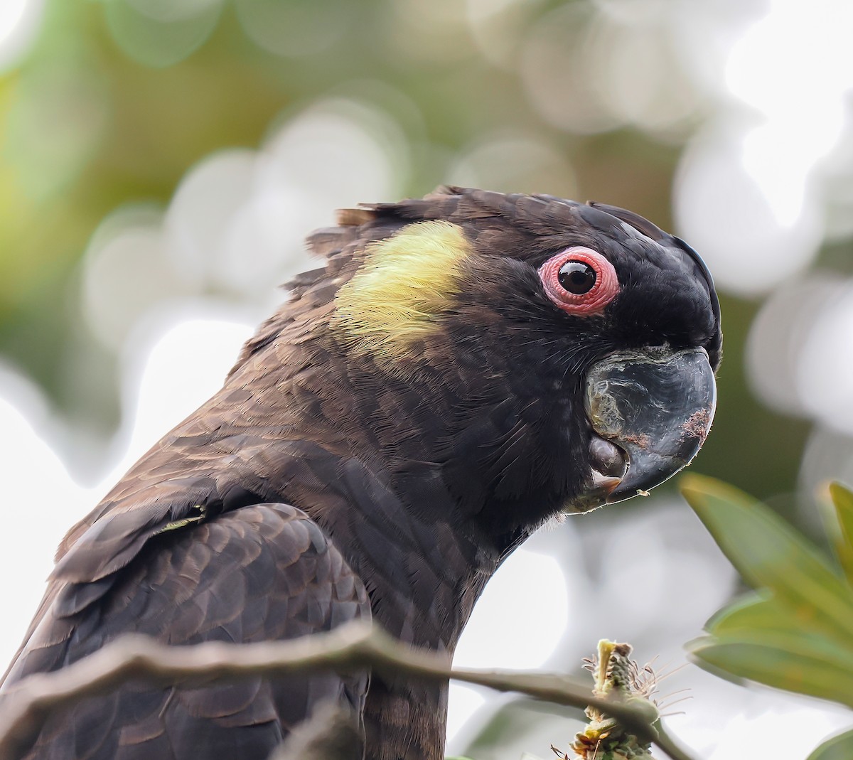 Yellow-tailed Black-Cockatoo - ML645762644