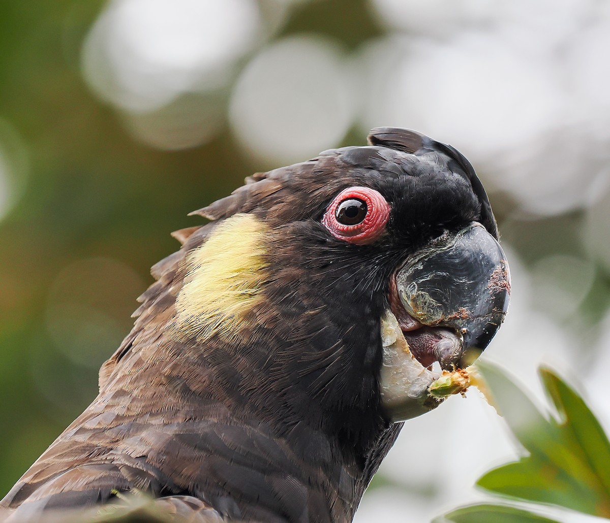 Yellow-tailed Black-Cockatoo - ML645762645