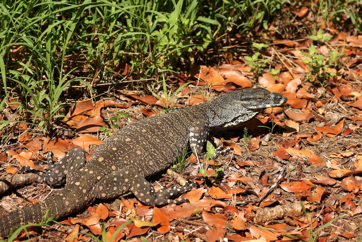 樹巨蜥 - ML645762646
