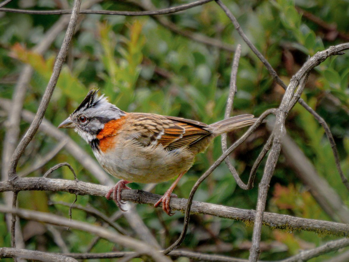 Rufous-collared Sparrow - ML645762647