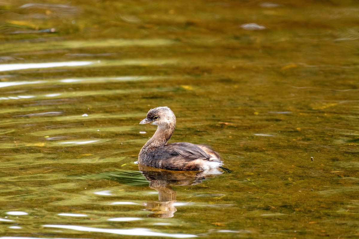Pied-billed Grebe - ML645762648