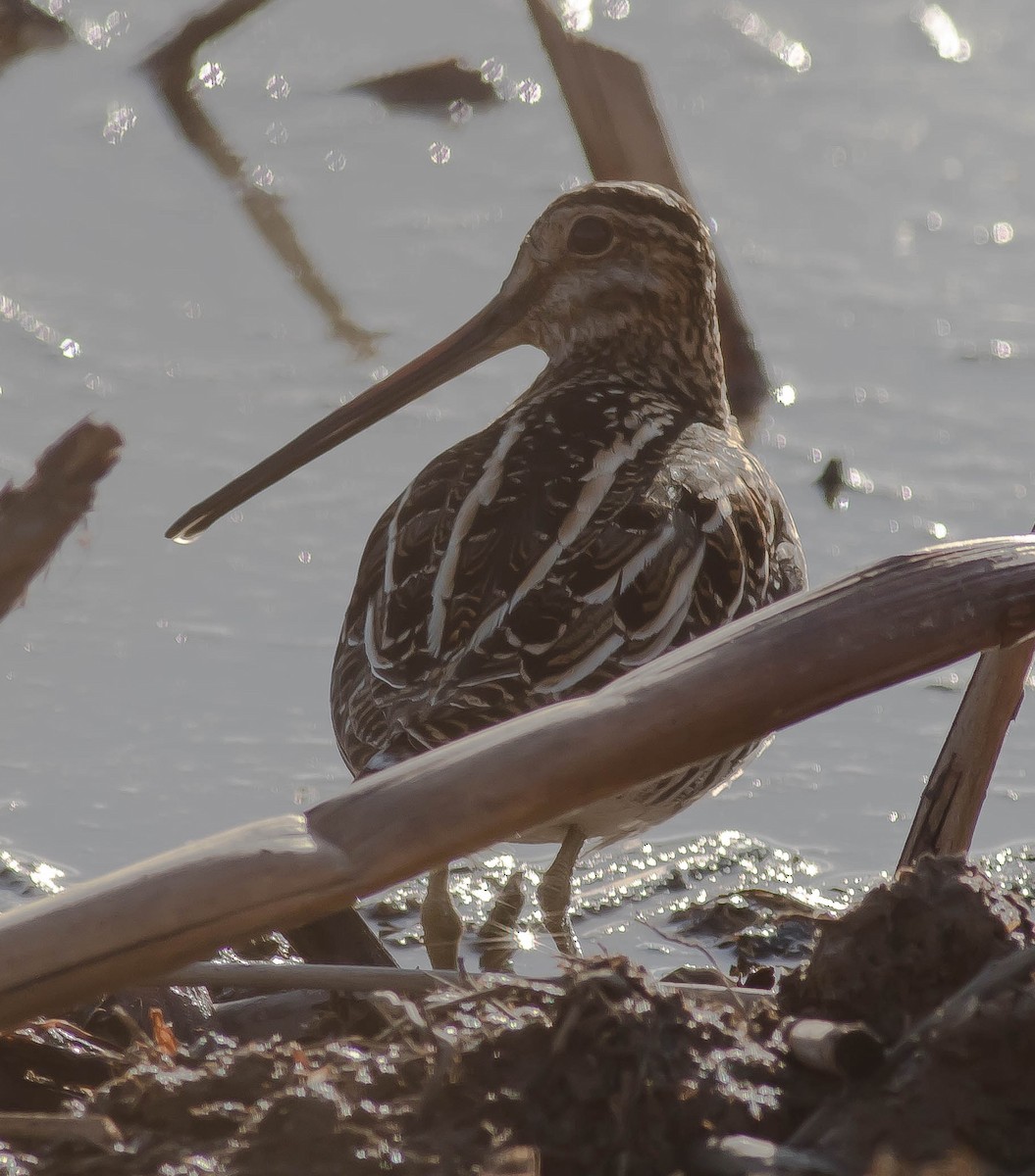 Wilson's Snipe - ML645762649