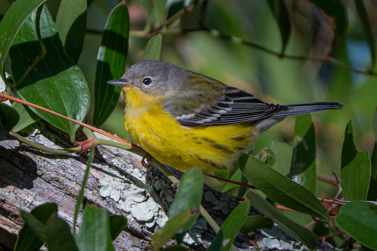 Magnolia Warbler - ML645762651