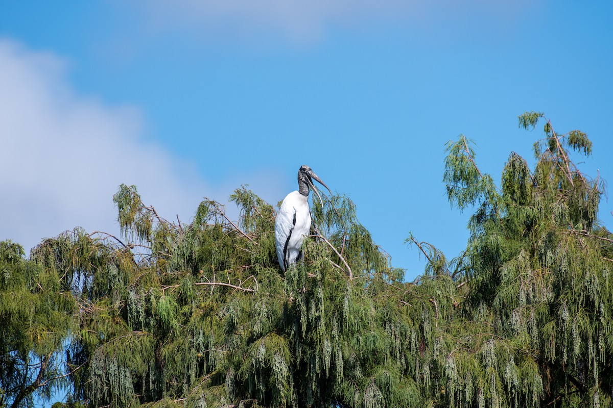Wood Stork - ML645762652