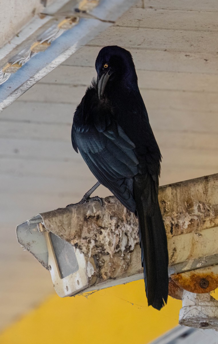 Great-tailed Grackle - ML645762653