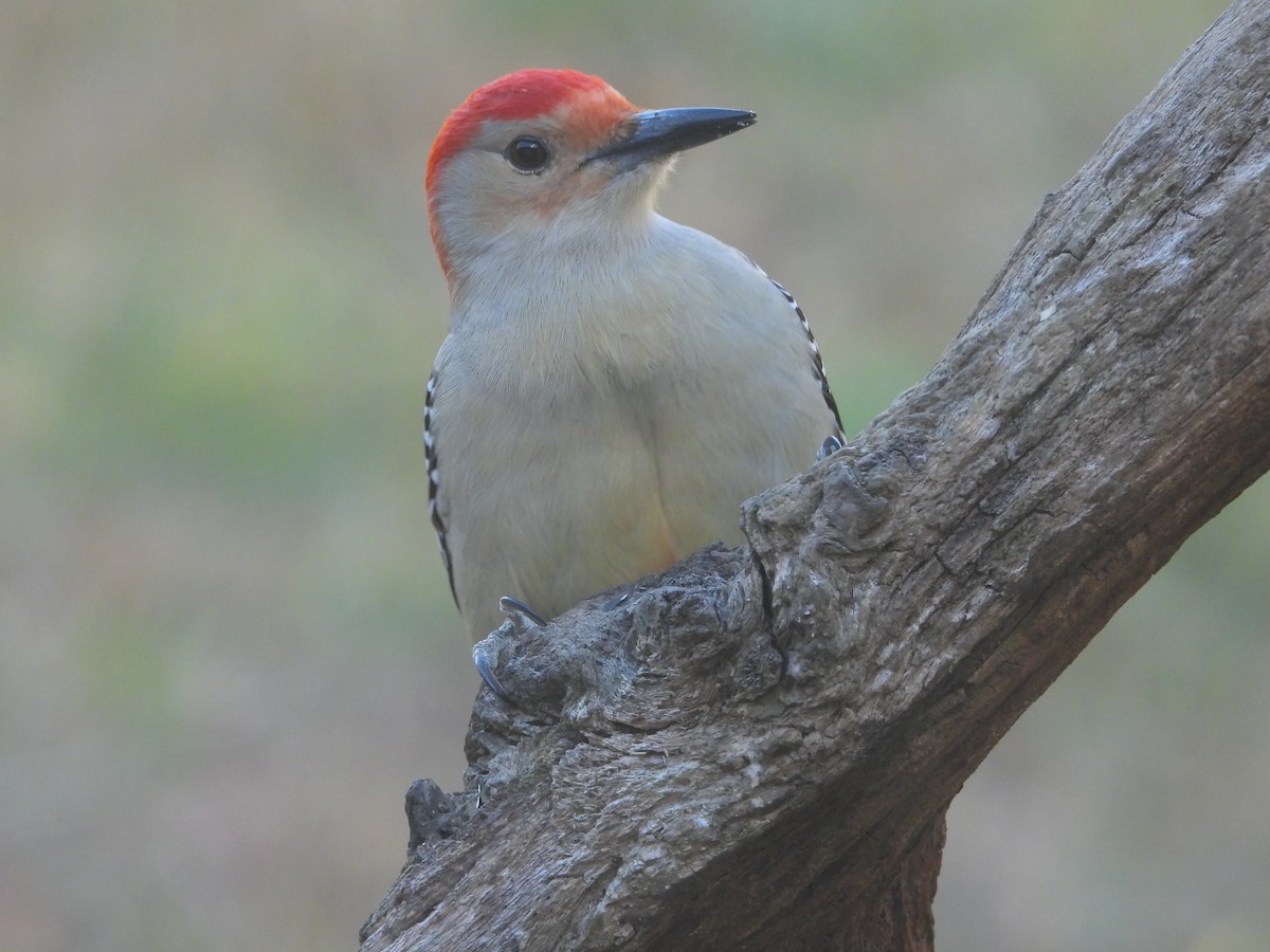 Carpintero de Carolina - ML645762672