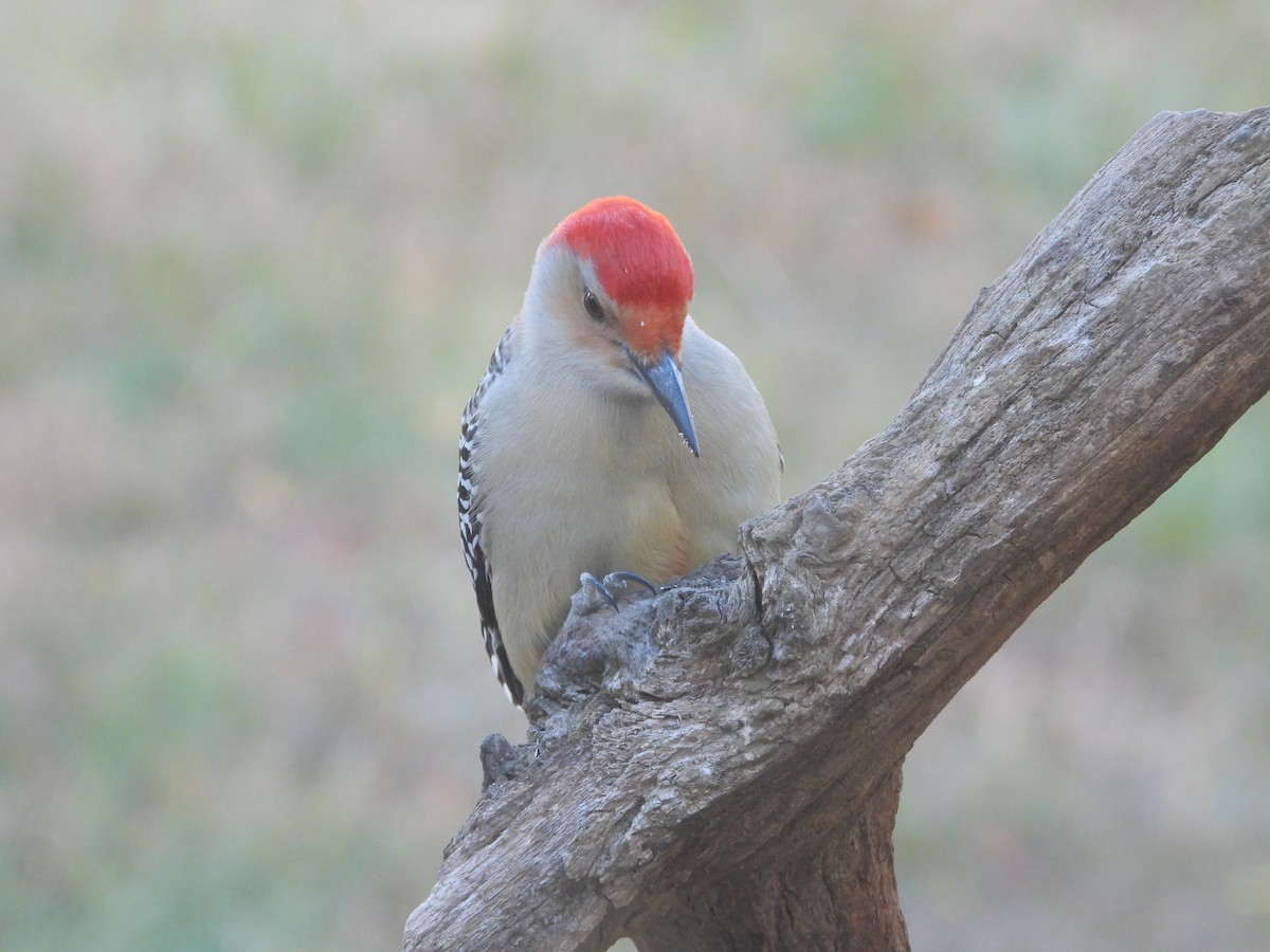 Carpintero de Carolina - ML645762673