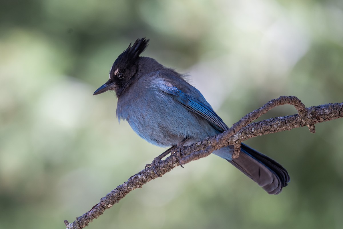 Steller's Jay (Southwest Interior) - ML645762675
