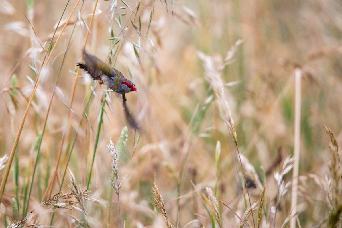 Red-browed Firetail - ML645762680