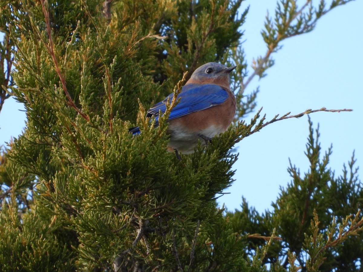 Eastern Bluebird - ML645762683