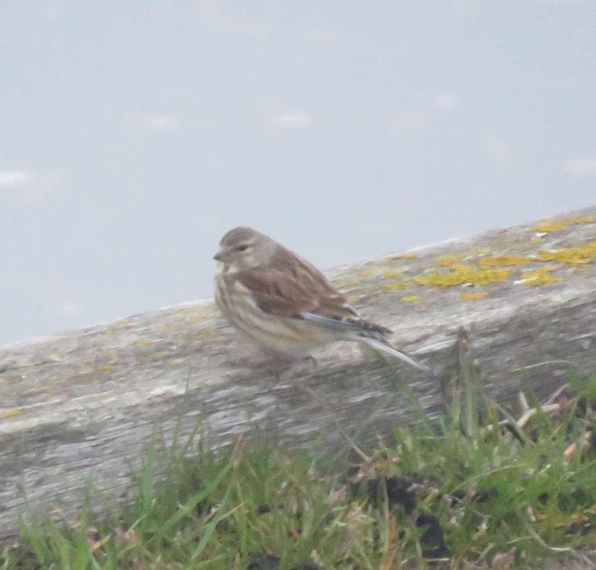 Eurasian Linnet - ML645762688