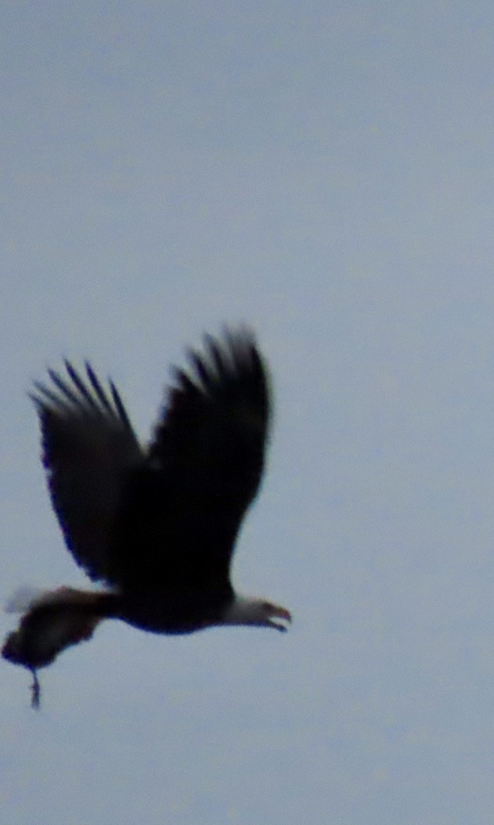 Bald Eagle - ML645762689