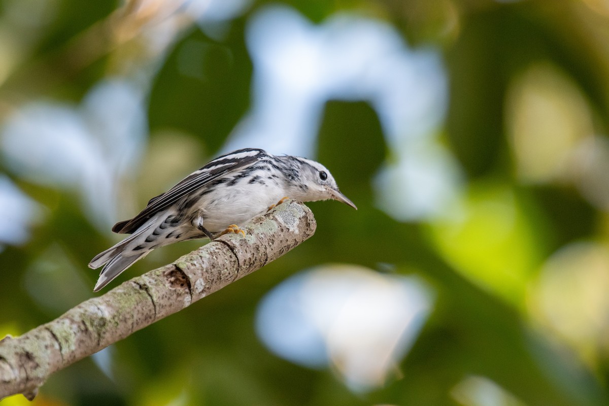 Reinita Trepadora - ML645762693