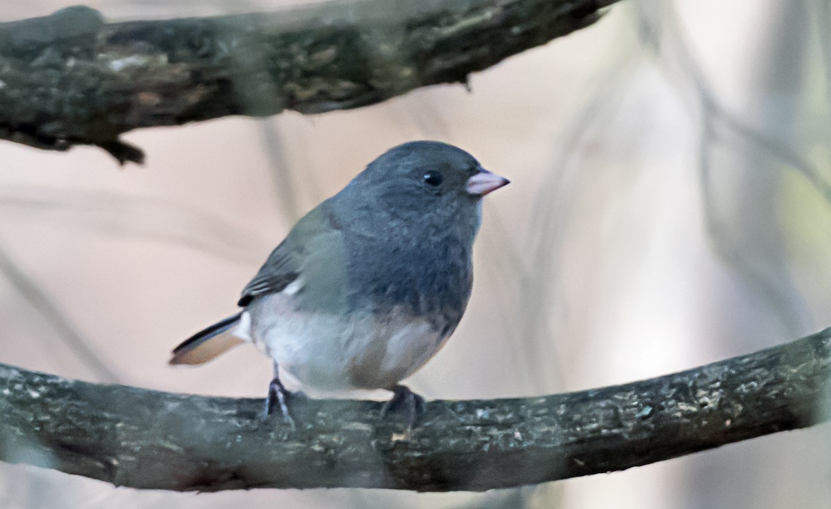 Junco Ojioscuro - ML645762694