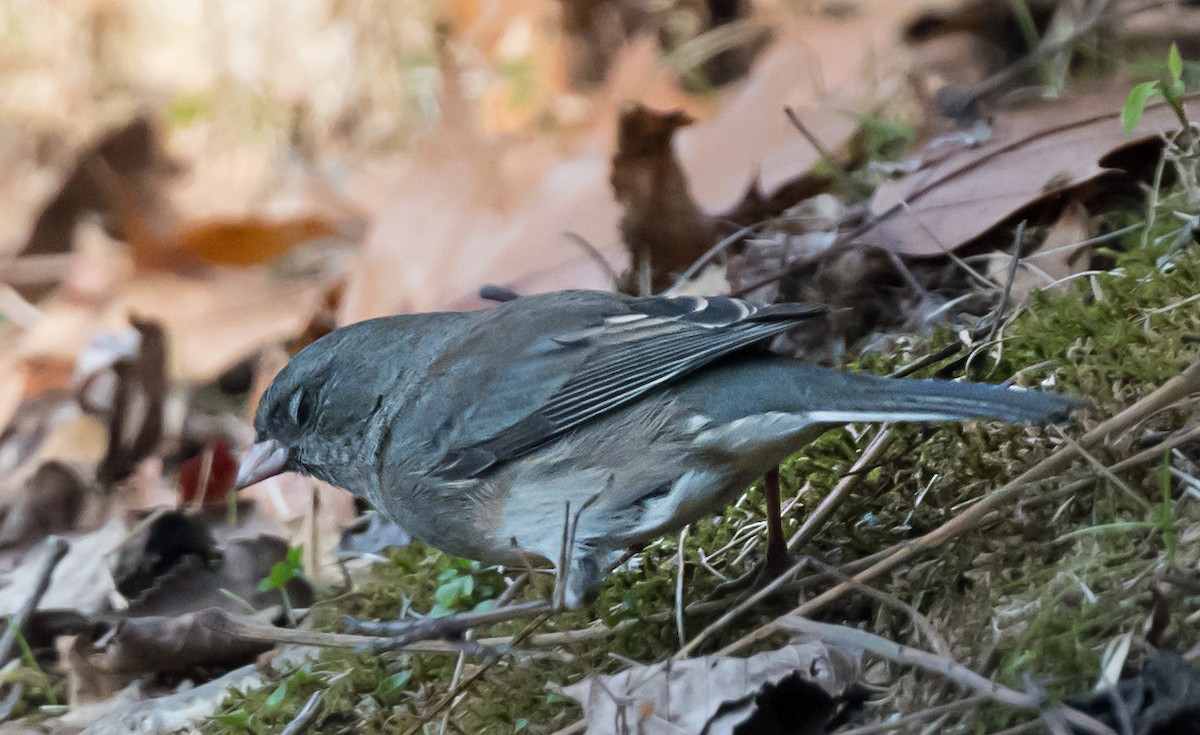 Junco Ojioscuro - ML645762697