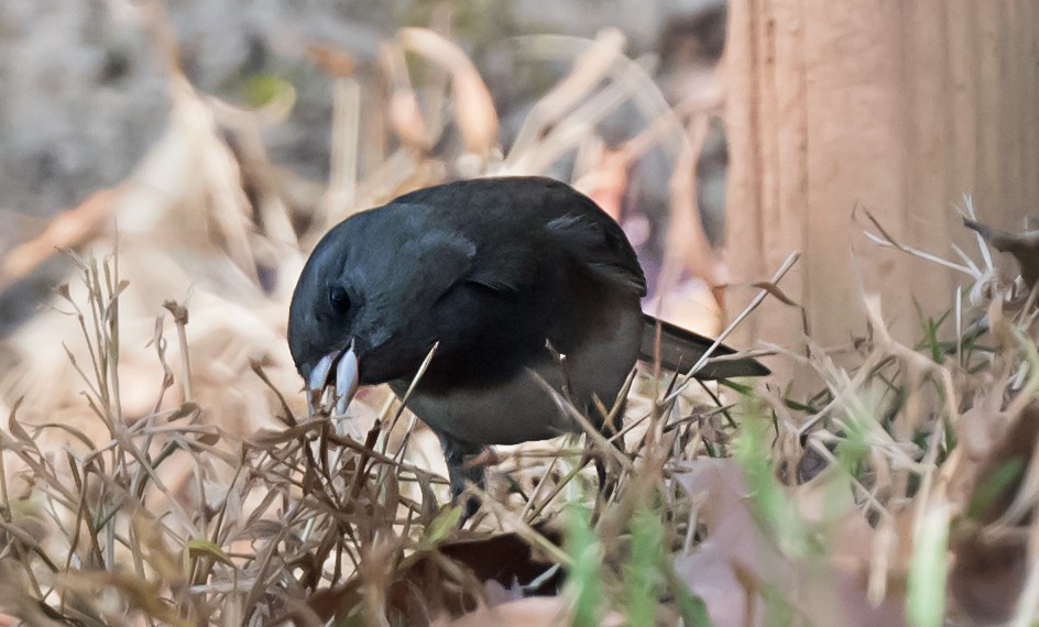 Junco Ojioscuro - ML645762698