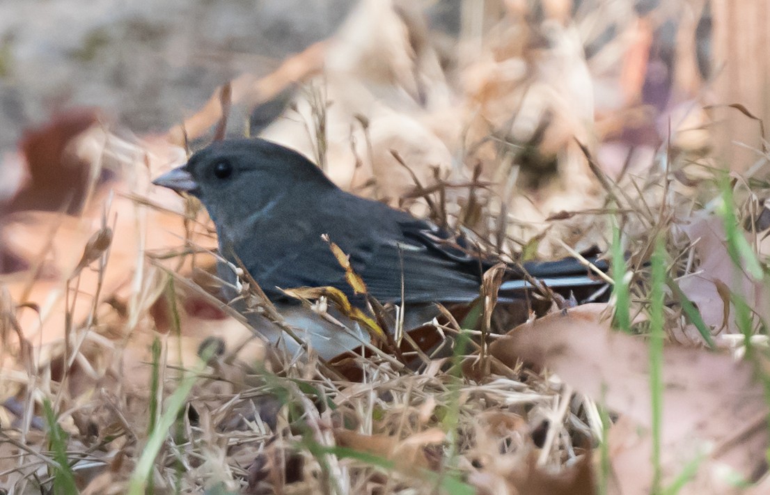 Junco Ojioscuro - ML645762699