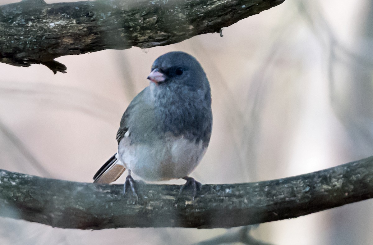 Junco Ojioscuro - ML645762700