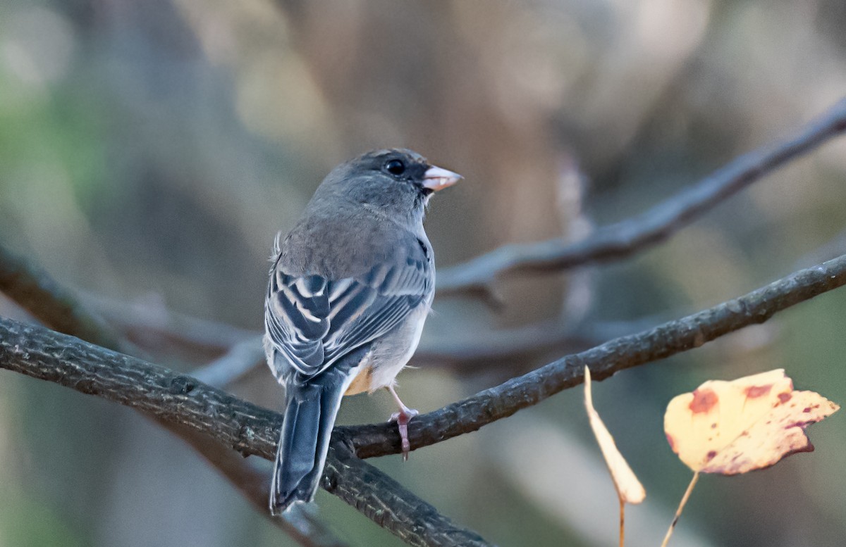 Junco Ojioscuro - ML645762701