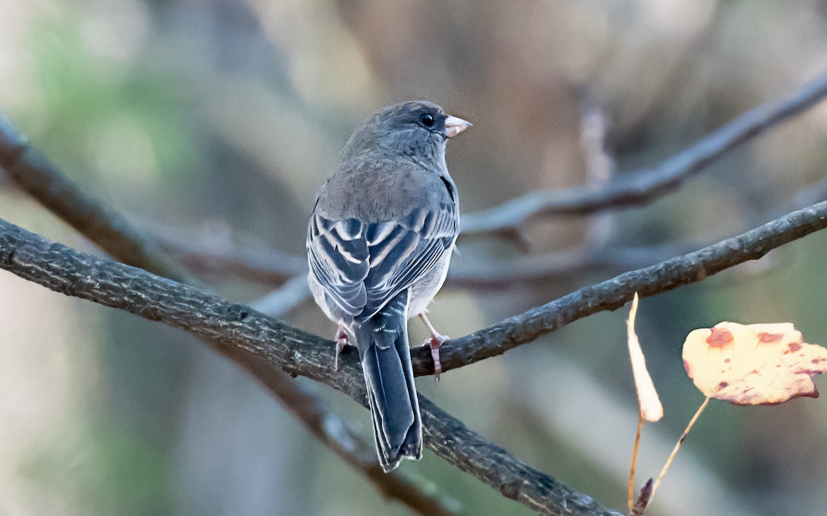 Junco Ojioscuro - ML645762702
