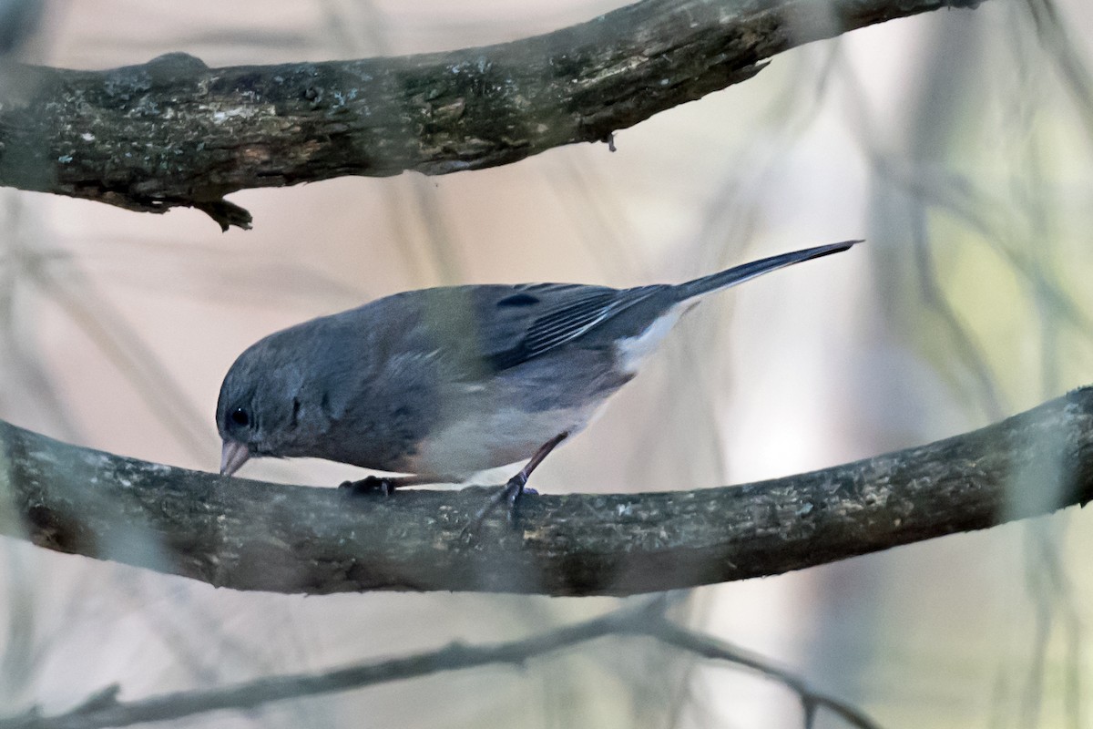 Junco Ojioscuro - ML645762703