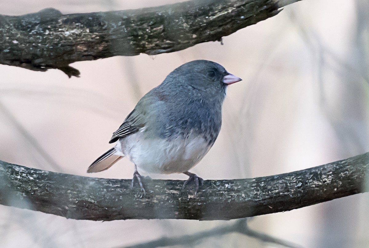 Junco Ojioscuro - ML645762704