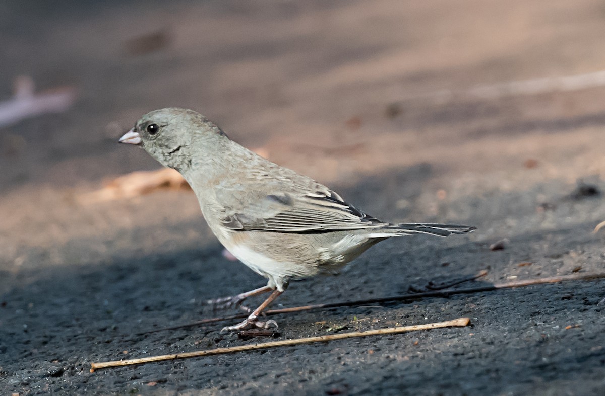 Junco Ojioscuro - ML645762705
