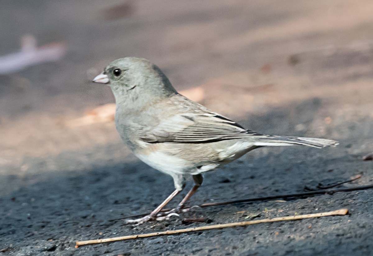 Junco Ojioscuro - ML645762706