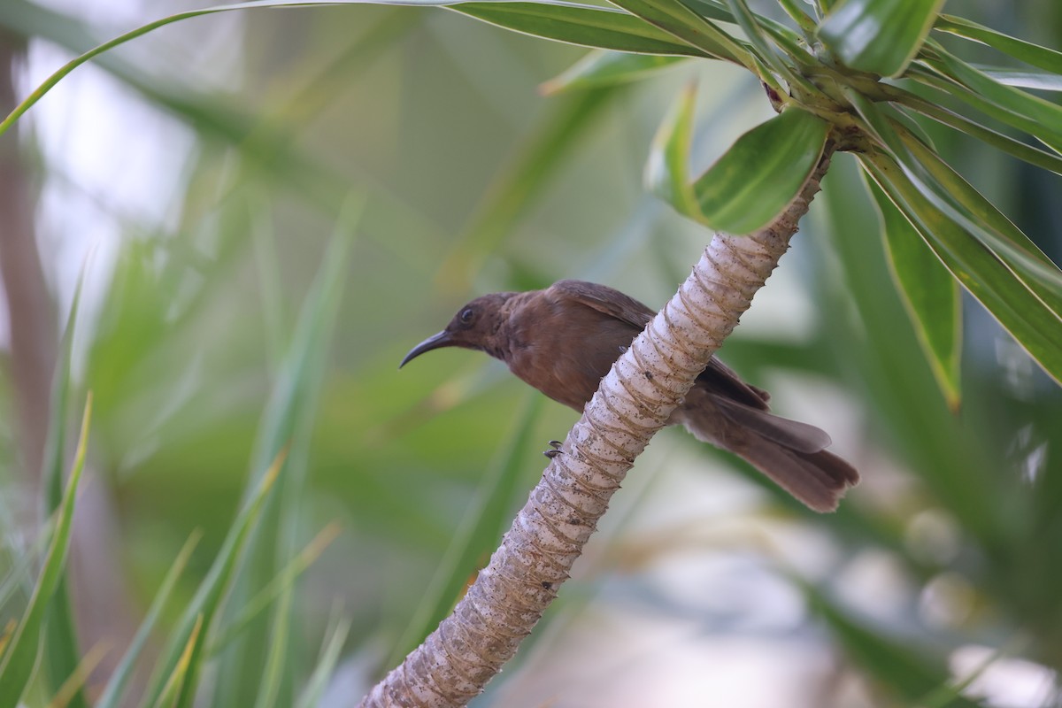 Mielero Sombrío - ML645762707