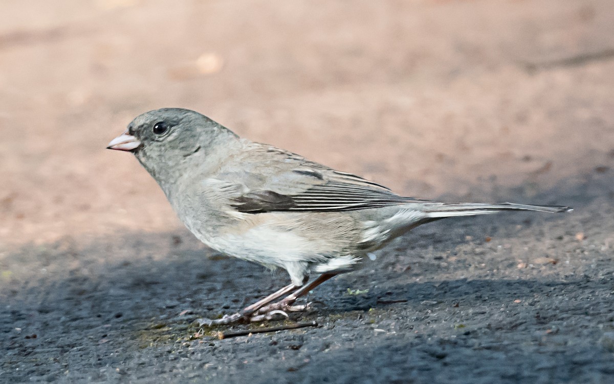 Junco Ojioscuro - ML645762708