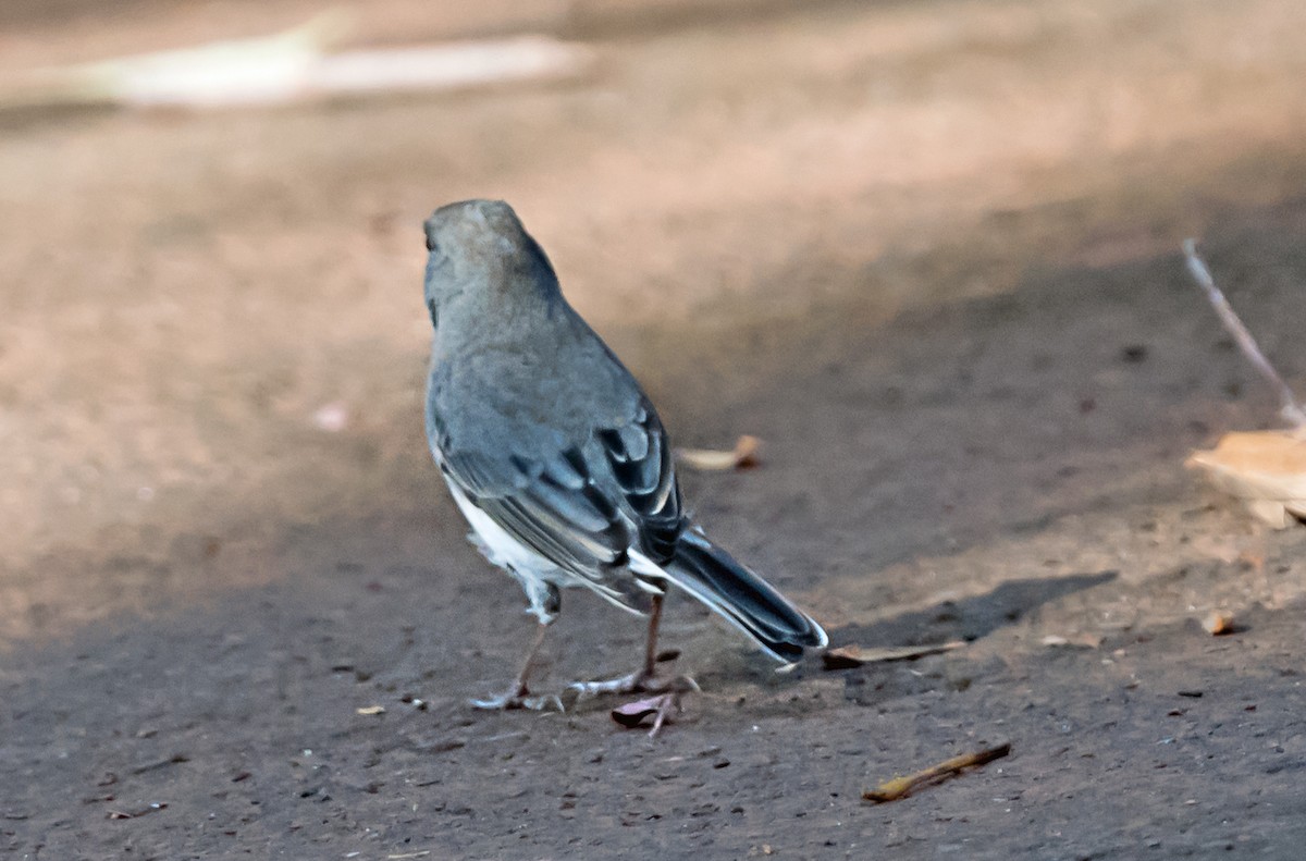 Junco Ojioscuro - ML645762709