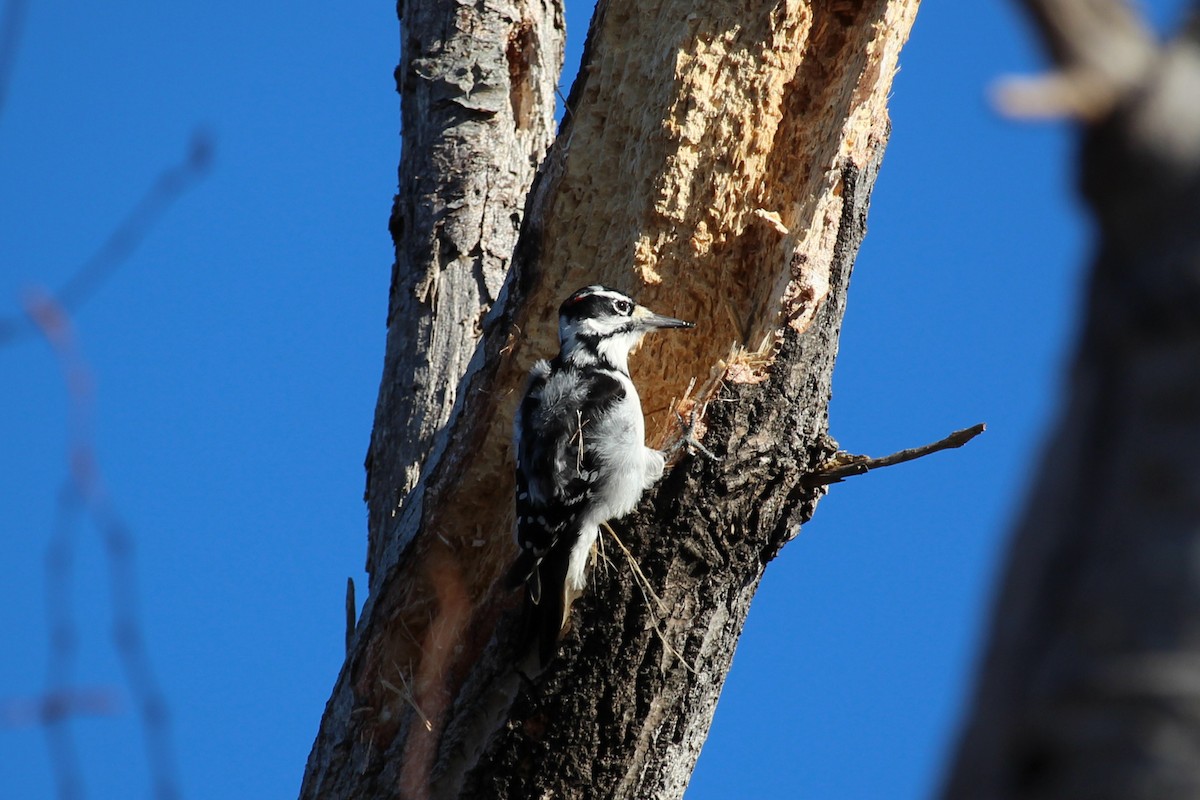 Pico Velloso - ML645762712