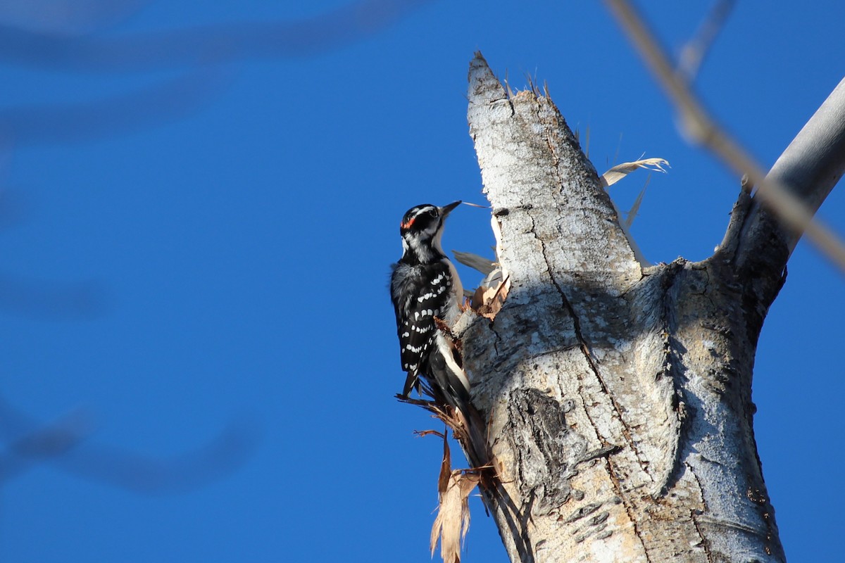 Pico Velloso - ML645762714