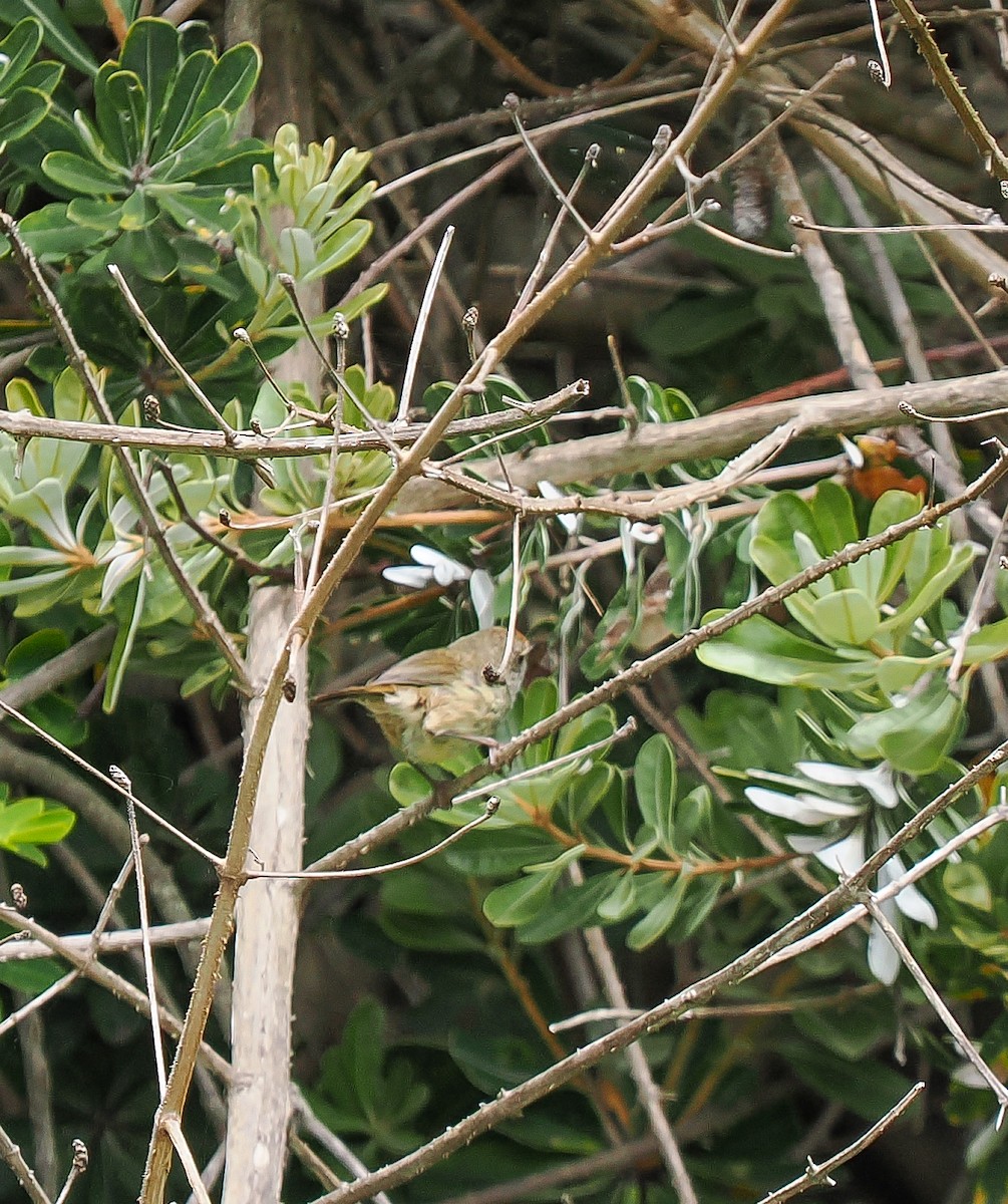 Acantiza Parda - ML645762715