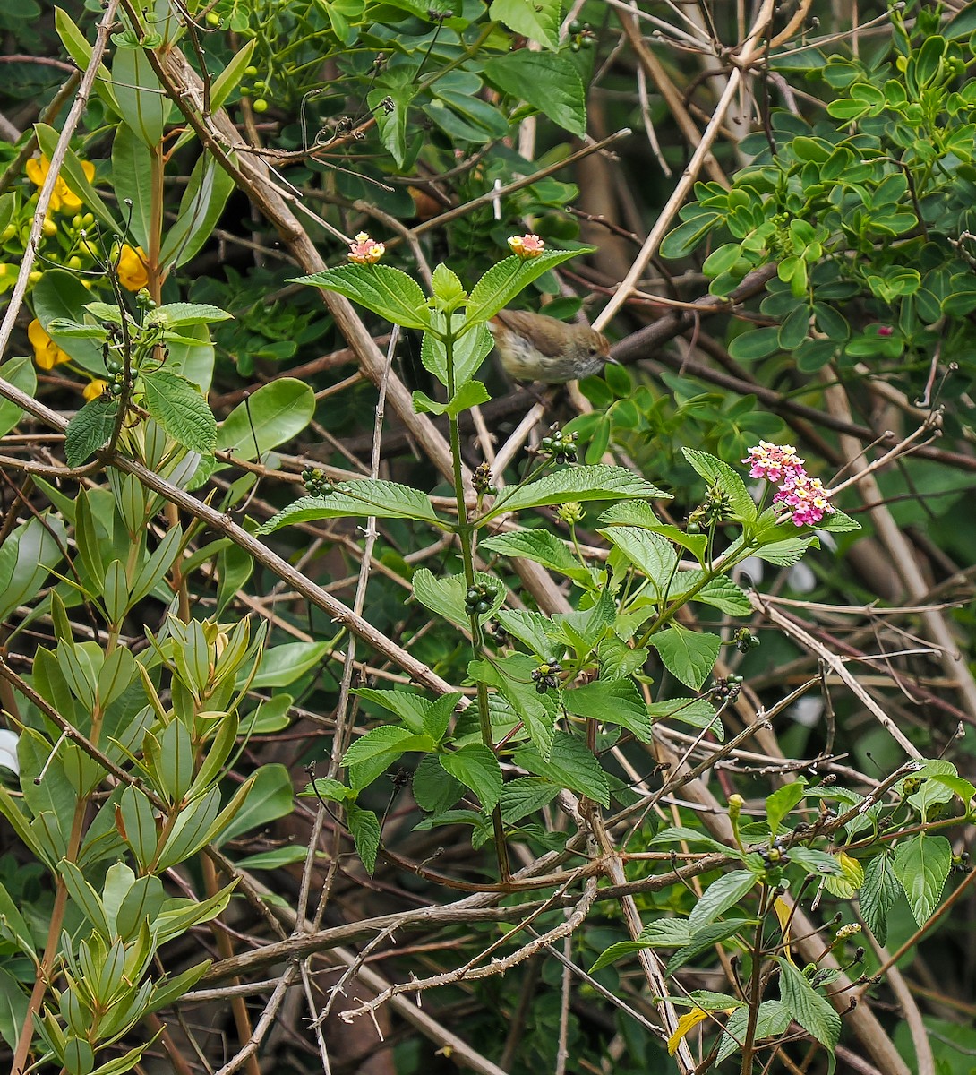 Acantiza Parda - ML645762716