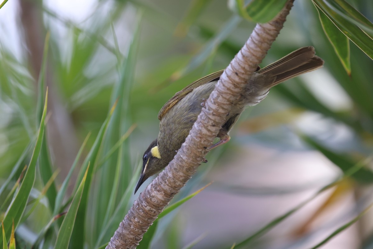 Mielero de Lewin - ML645762717