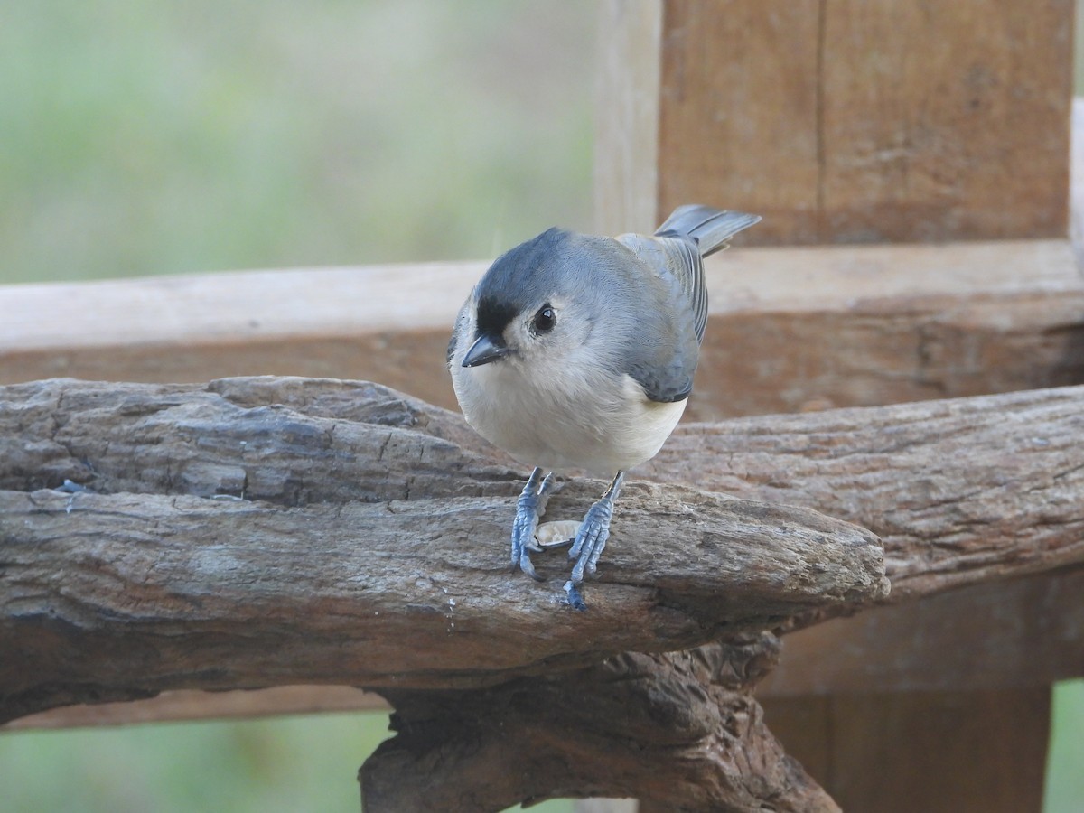 Herrerillo Bicolor - ML645762718